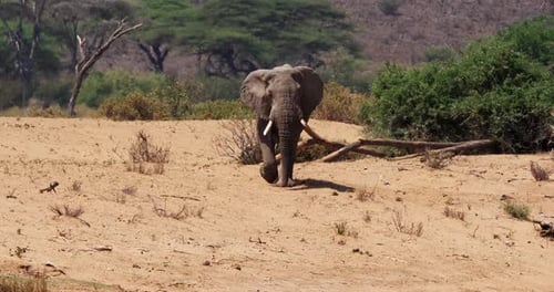 African Elephant, loxodonta africana, Samburu Park in Kenya, Real Time 4K