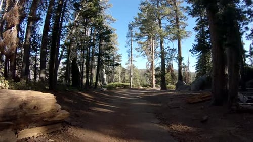 Walking through beautiful forest at Yosemite National Park, California, USA