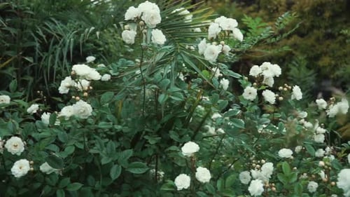 Close Up Shot of Rose Buds, White Flowers Are on a Green Bush in the Garden