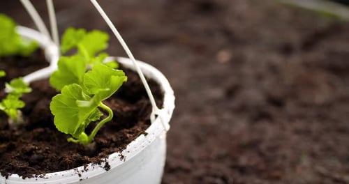 Young Plants Growing in Pots, Close Up
