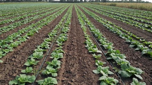 Agricultural Field with Green Plants