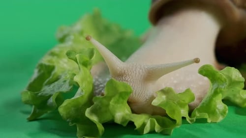 Macro View
