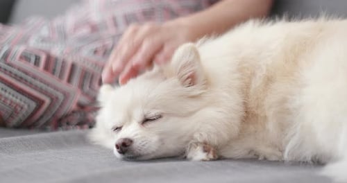 Woman pets a fluffy white dog on a couch