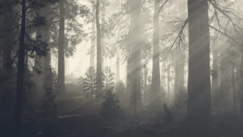 Black Tree Trunk in a Dark Pine Tree Forest