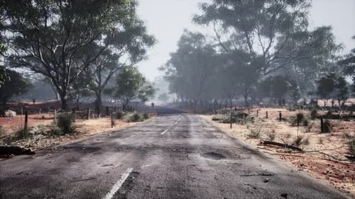 Asphalt Road Through the Deep Forest