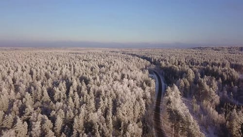 Winter Forest Road
