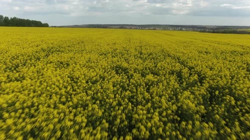 Aerial View: Yellow Canola Field. Field of Blooming Rapeseed Aerial View. Yellow Rapeseed Flowers