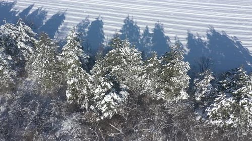 Vídeo de drone 4K de árvores coníferas sob a neve