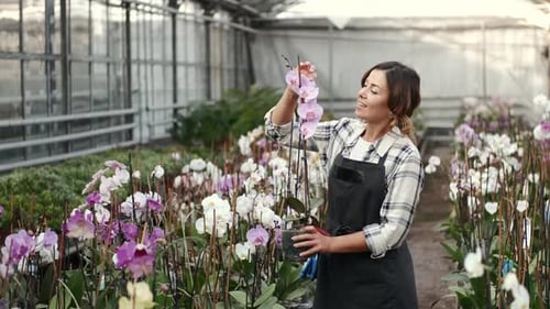 Ouvrier d'usine en uniforme contrôlant les orchidées