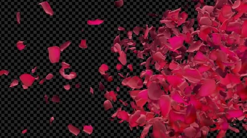 Elegant Falling Rose Petals Alpha Transition Overlay