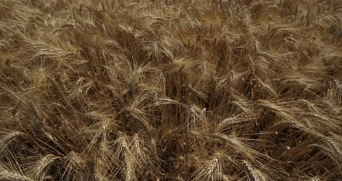 Wheat field in Occitanie, France