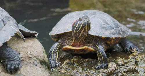 Pond Slider or Trachemys Scripta Common Mediumsized Semiaquatic Turtle