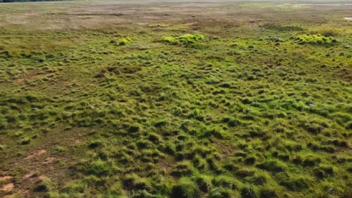 Drone view green grass