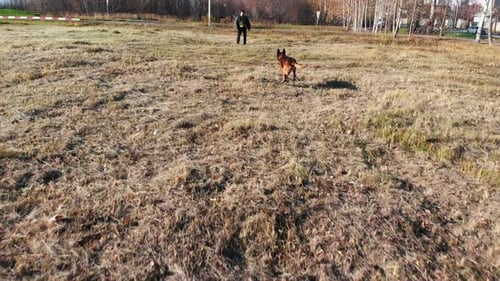 A Trained Dog Running on the Trainer and Bite His Arm