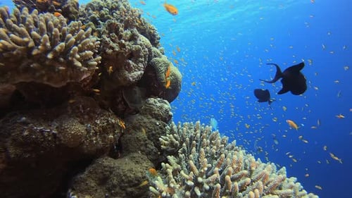 Underwater Scene Marine Life