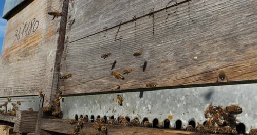 Busy Bees Swarming Around Rustic Wooden Beehive