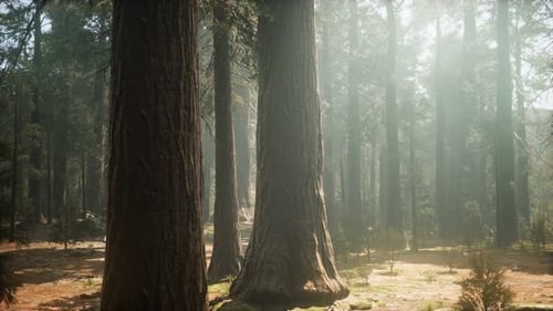 Sunset on the Giant Forest Sequoia National Park California