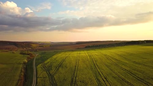 Aerial view of bright green agricultural farm field with growing rapeseed plants at sunset.