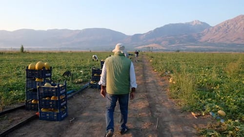 Farmer Walking In Field