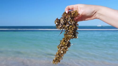 Femme tenant des algues sargasses sur une plage tropicale