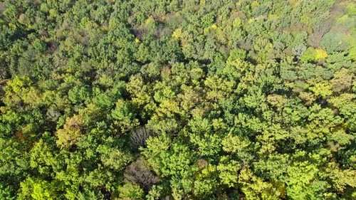 Drone survolant la forêt d'automne