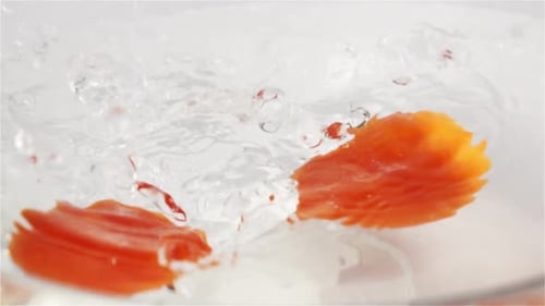 Tomates rouges, Solanum Lycopersicum, fruits tombant dans l'eau sur fond blanc