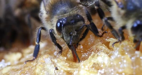 European Honey Bee, apis mellifera, Bee licking Honey, Normandy, Real Time 4K