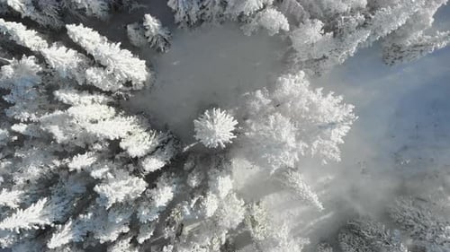 Aerial View of Frozen Forest with Snowcovered Trees on Mountain in Winter