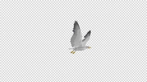 Möwe - Fliegende Transition I - 4K
