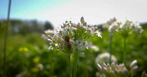 Close up of a honeybee pollinating a flower.