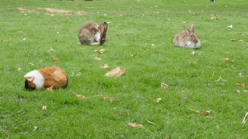 Kaninchen und andere Tiere im Garten entspannen sich in der Natur 4K 3840X2160 30 fps UHD-Video - Nagetier spe