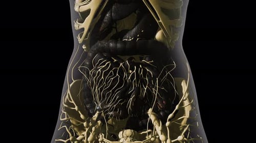 Animated 3D Human Torso with Visible Organs and Skeletal Structure