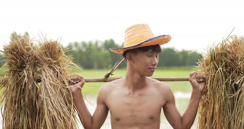 Shirtless Young Farmer Carrying Rice Crop in Field