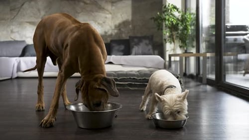 Two Dogs Eat from Silver Bowls Indoors