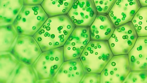 Generic green plant cells under a microscope. Seamless looping animation.