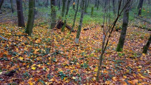 Trees in the autumn forest.