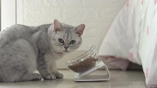 Gray Cat Eats Food from Bowl