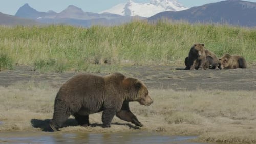 Brown Bear Walking in Alaskan Wilderness