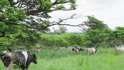 Herd of dairy cows eat organic grass in green meadow pasture field.