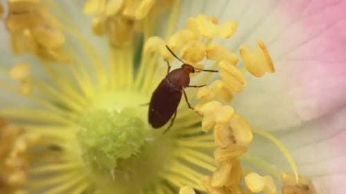 Brown Beetle Crawling on Colorful Flower Stamens