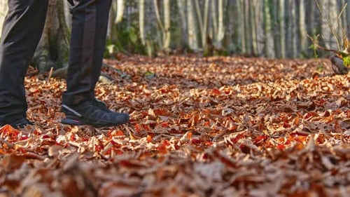Autumn Leaves on Forest Floor with Sunlight