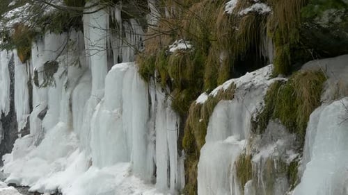 Icy Cascade: Icicles Hanging from a Winter Bank