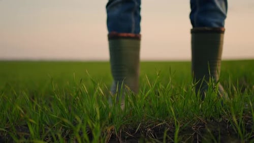 Farmer Hand Touching Young Grass in Field