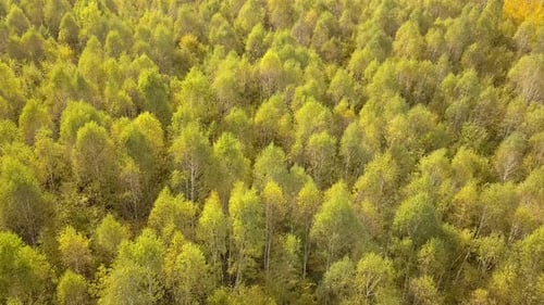 Autumn Forest with Bright Orange and Yellow Leaves