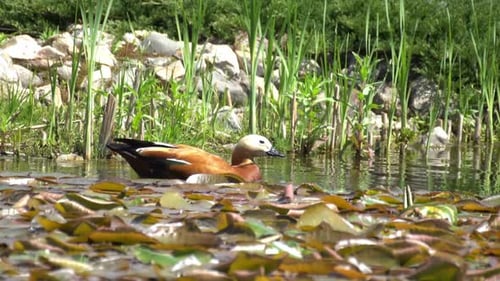 Enten
