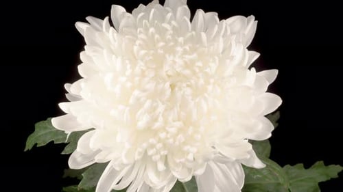 Close-up of White Chrysanthemum Blossom on Black