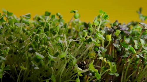 Growing Green Sprouts Plants Seeds in Greenhouse Agriculture