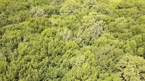 Luftaufnahme des grünen Sommerwaldes mit vielen frischen Bäumen von oben