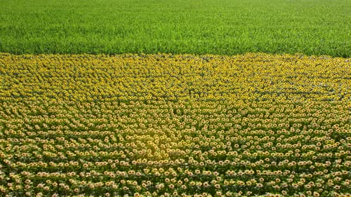 Ripe Sunflowers Field Aerial View
