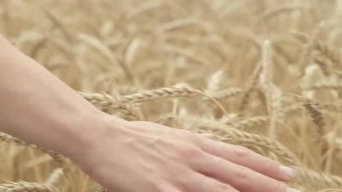 Mädchen, das Weizenfeld mit der Hand berührt, Nahaufnahme